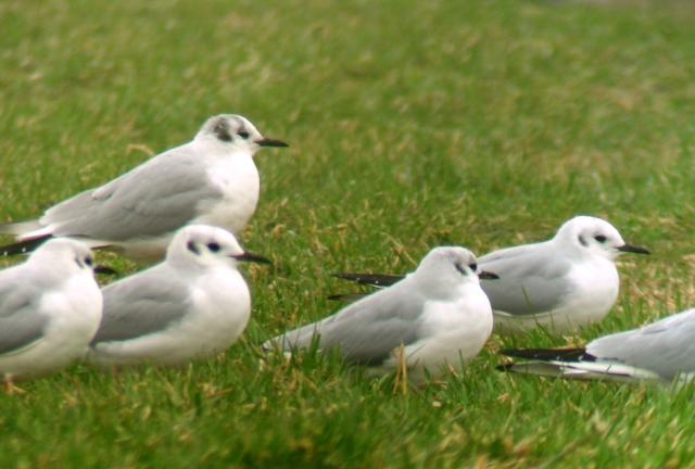 Joe Seagulls Joe Seagulls